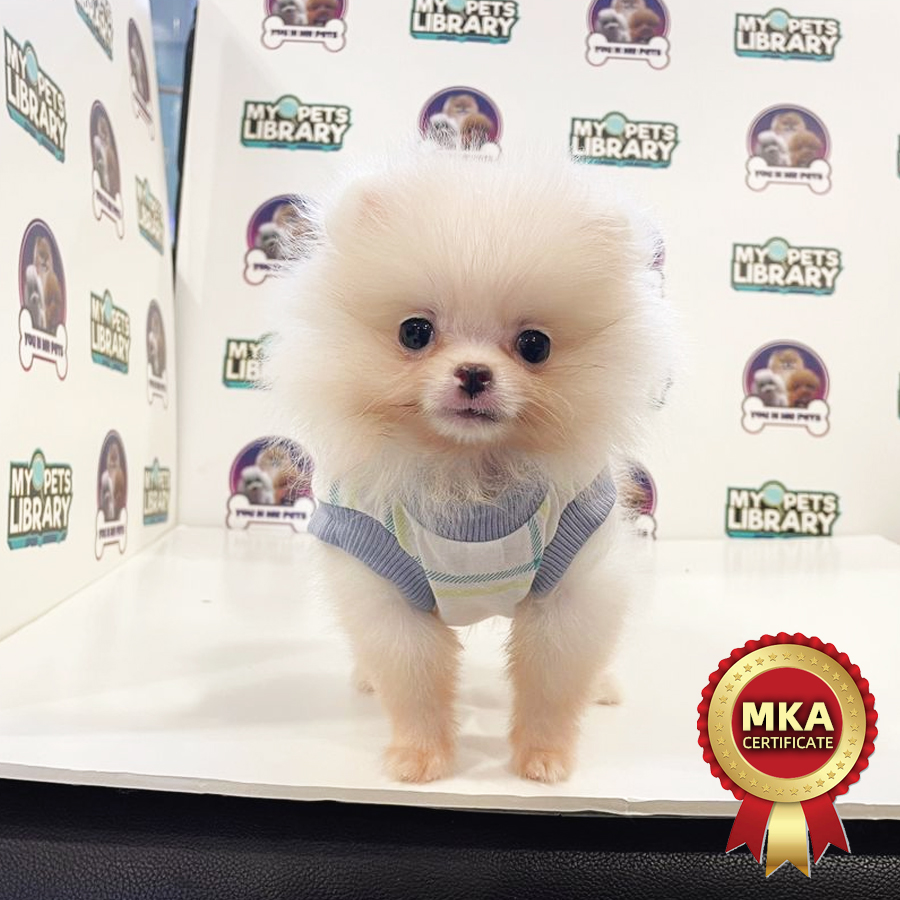 MKA Tiny Pomeranian Puppy (Male) For Sale
