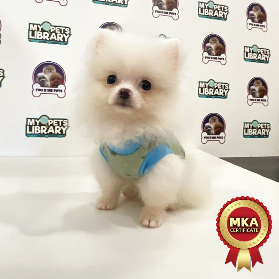 MKA Tiny Pomeranian Puppy (Male) For Sale