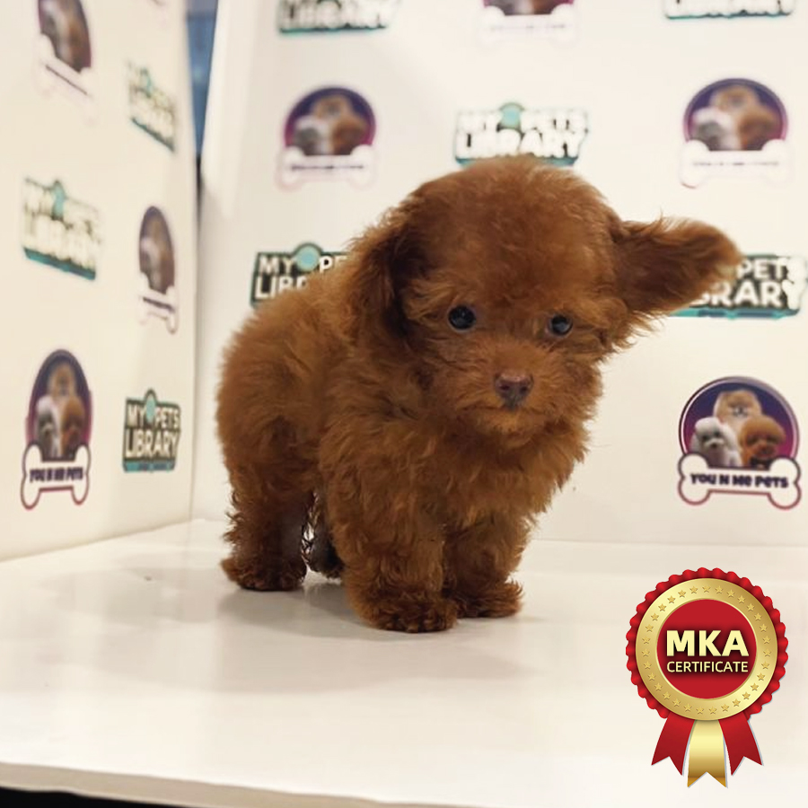 MKA Tiny Poodle Puppy (Male) For Sale