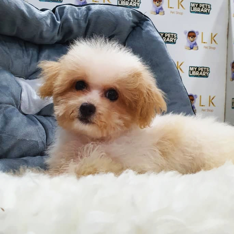 Maltipoo Puppy (Female) For Sale