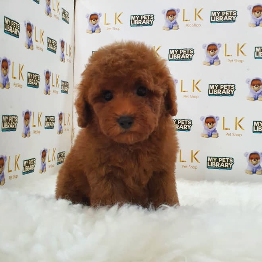 Toy Poodle Puppy (Male) For Sale