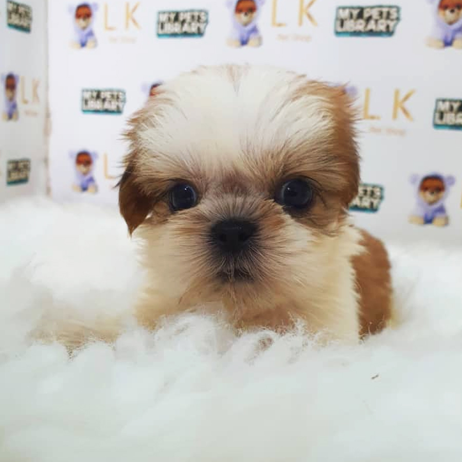 Shih Tzu Puppy (Female) For Sale