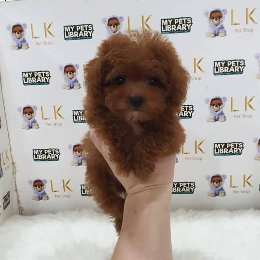 Tiny Poodle Puppy (Female) For Sale