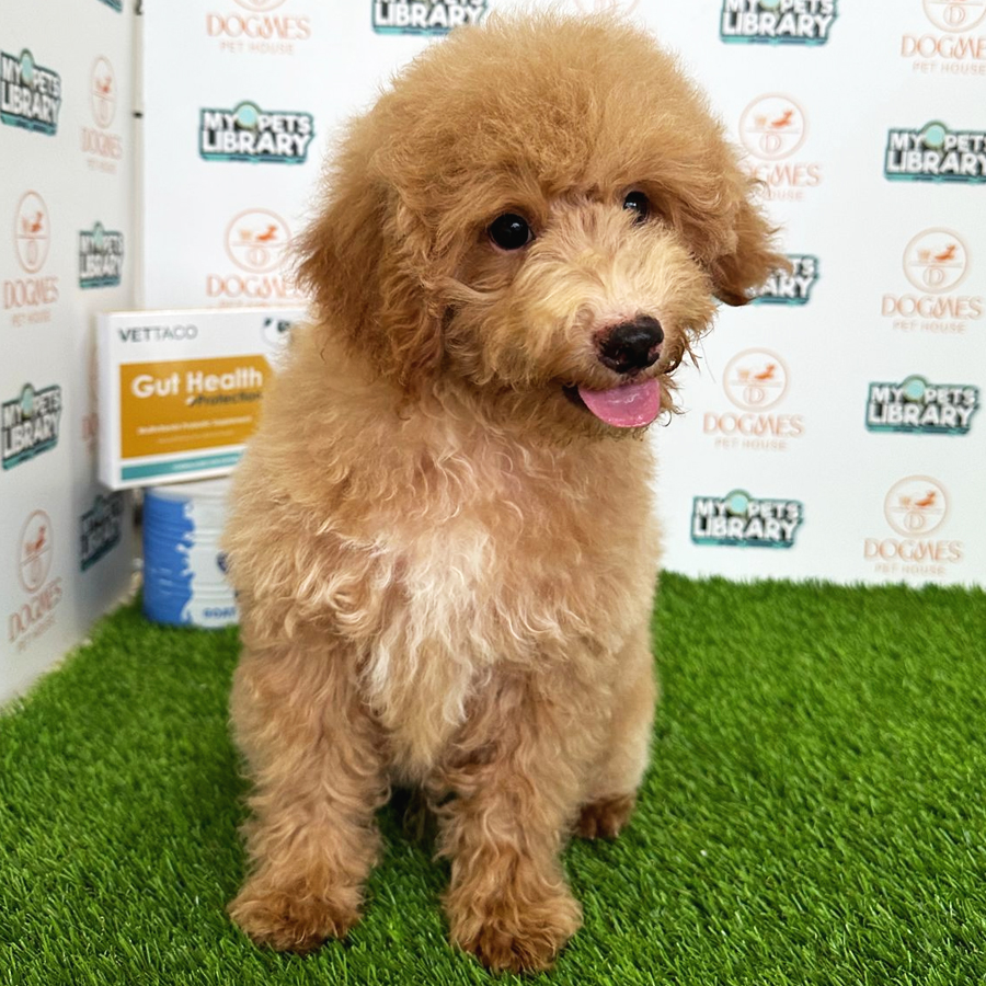 Miniature Poodle Puppy (Male) For Sale