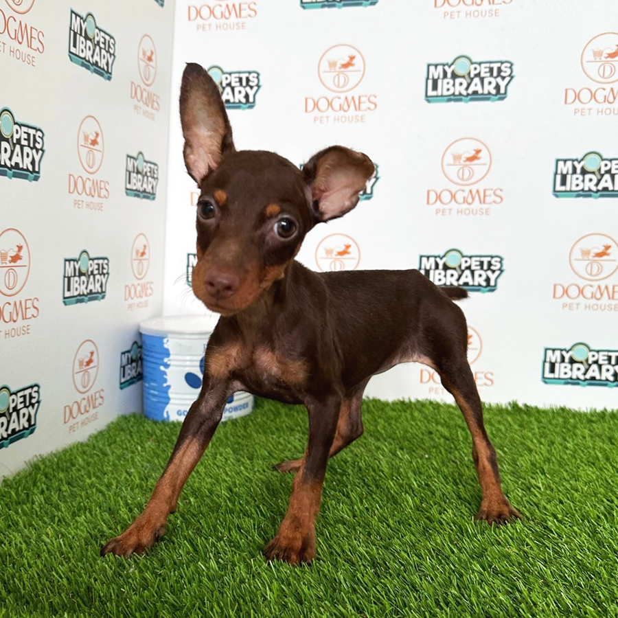 Miniature Pinscher Puppy (Female) For Sale