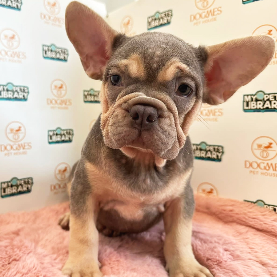 French Bulldog Puppy (Male) For Sale
