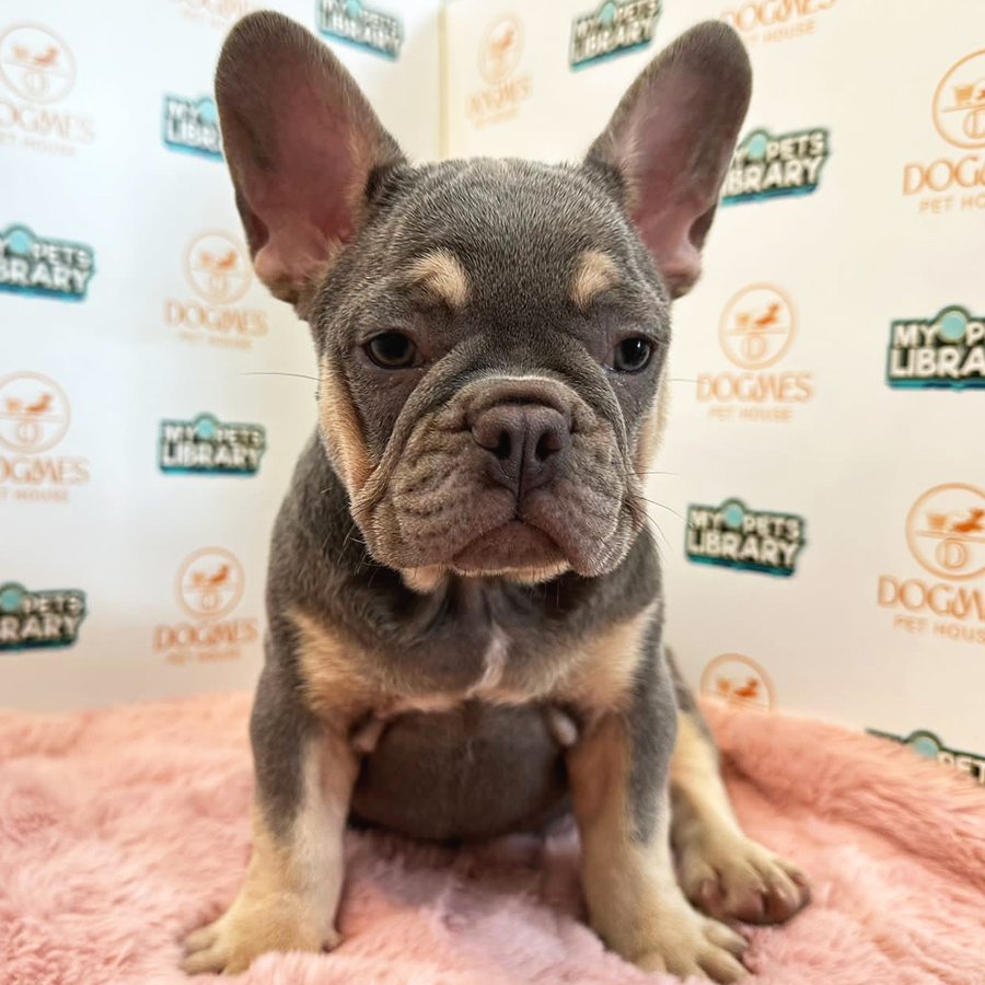 French Bulldog Puppy (Female) For Sale