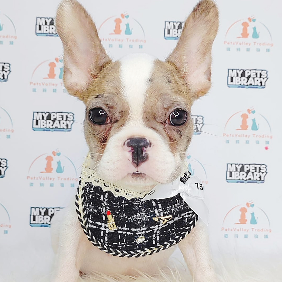 French Bulldog Puppy (Male) For Sale