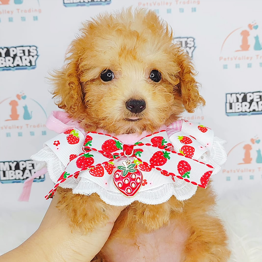 Teacup Poodle Puppy (Female) For Sale