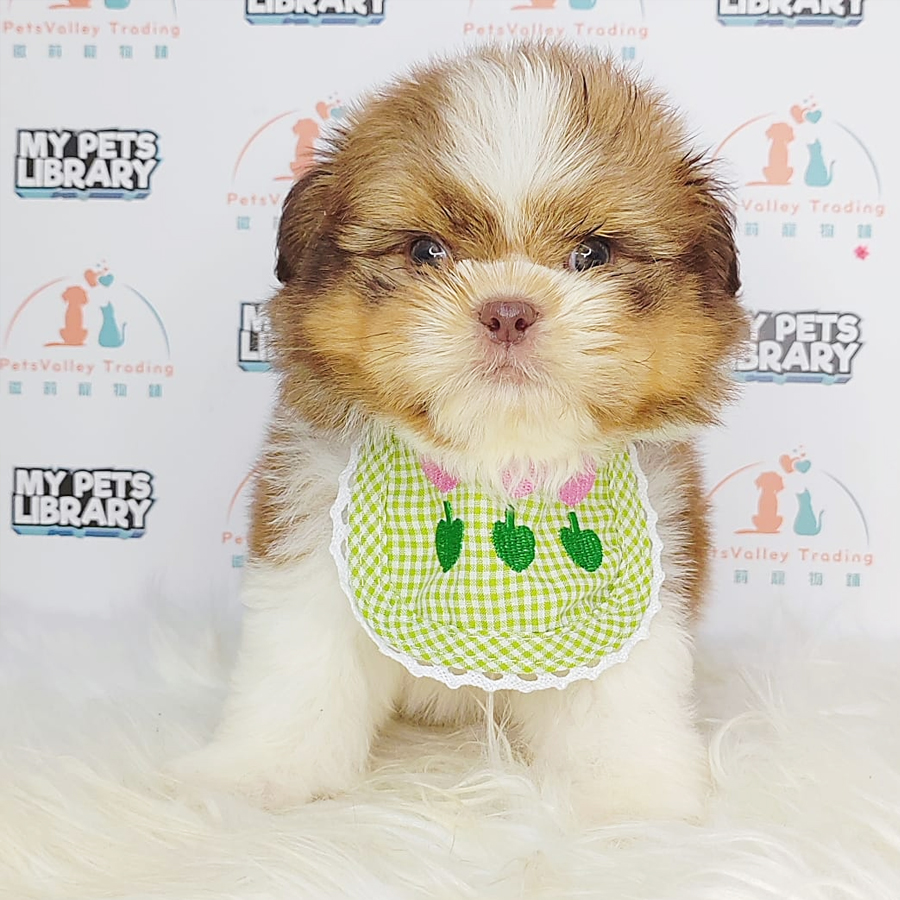 Shih Tzu Puppy (Male) For Sale