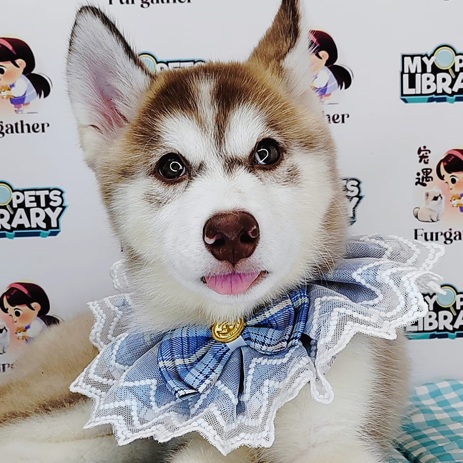 Wooly Husky Puppy (Female) For Sale