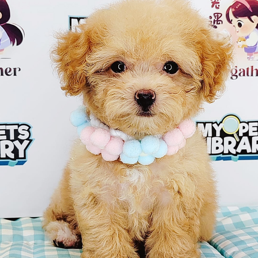Tiny Poodle Puppy (Female) For Sale