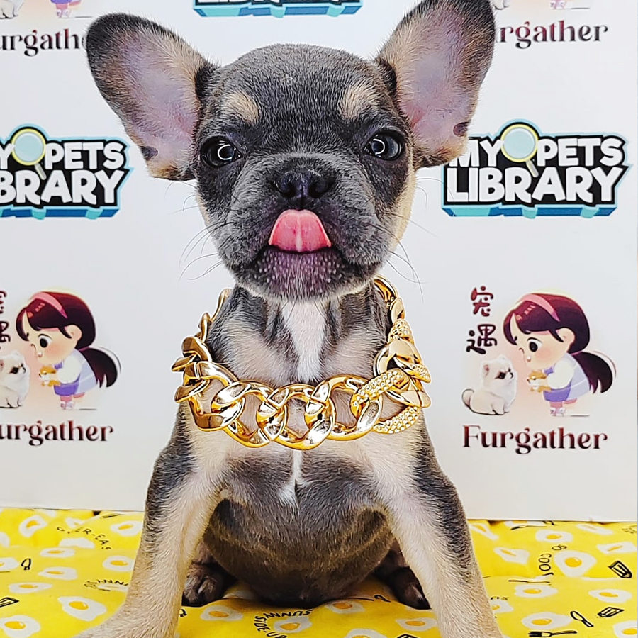 French Bulldog Puppy (Male) For Sale