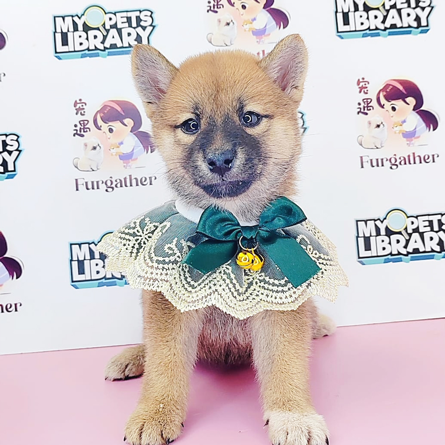 Shiba Inu Puppy (Female) For Sale