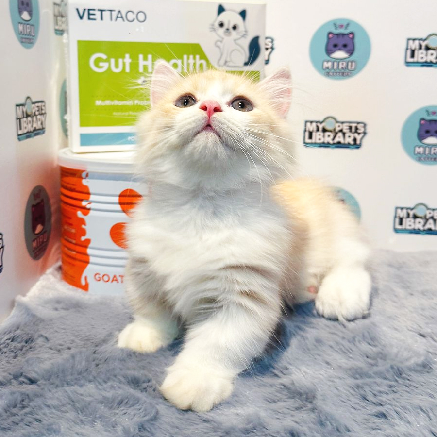 Munchkin Kitten (Male) For Sale
