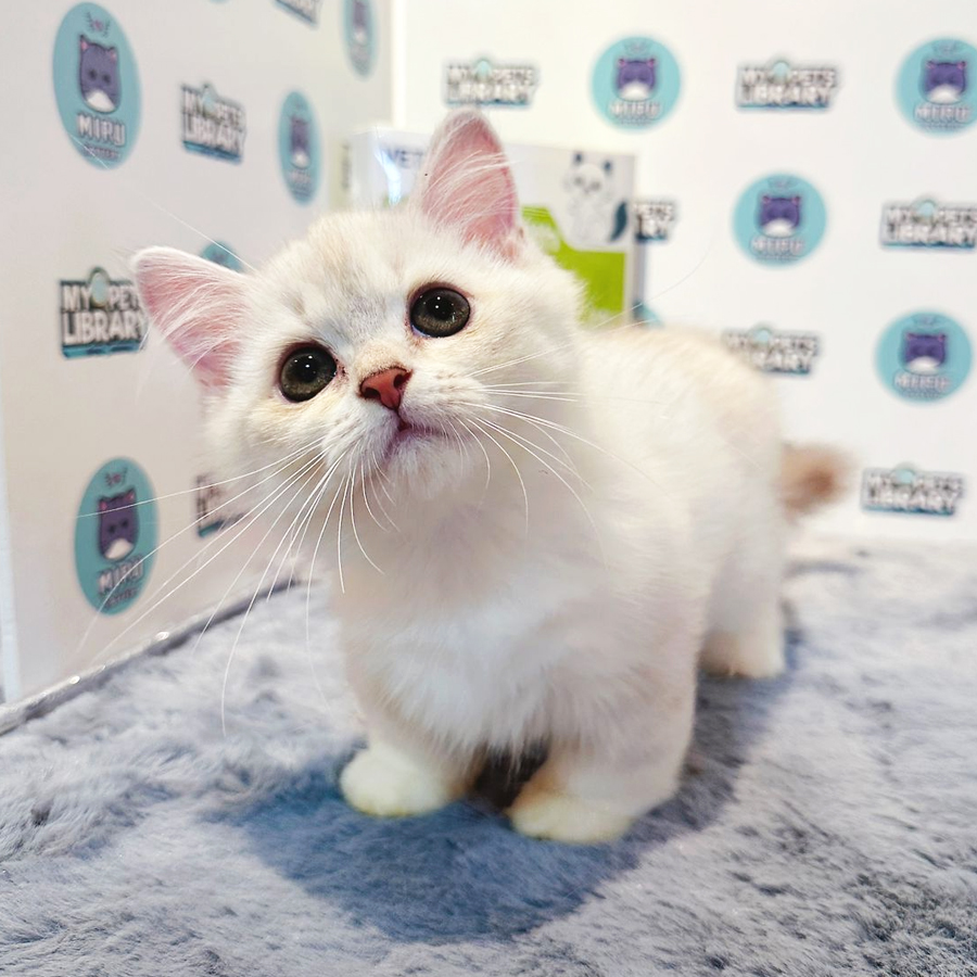 Munchkin Kitten (Female) For Sale