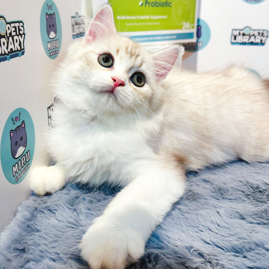 Munchkin Longhair Kitten (Female) For Sale
