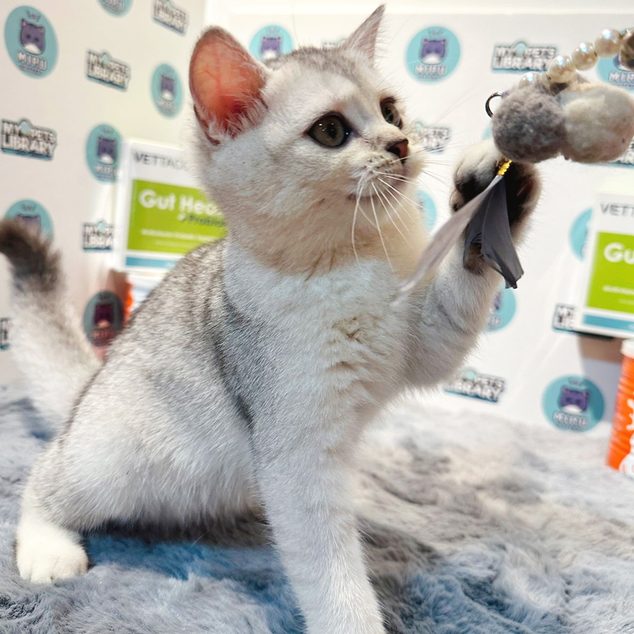 British Shorthair Kitten (Female) For Sale