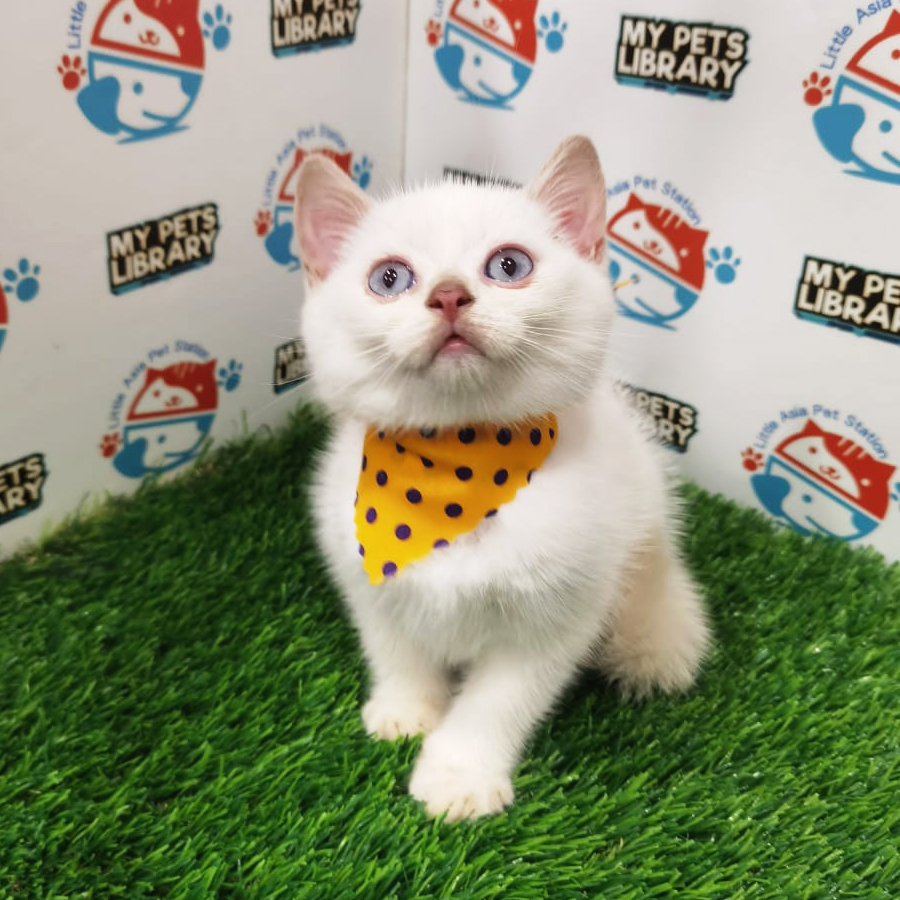 British Shorthair Kitten (Male) For Sale