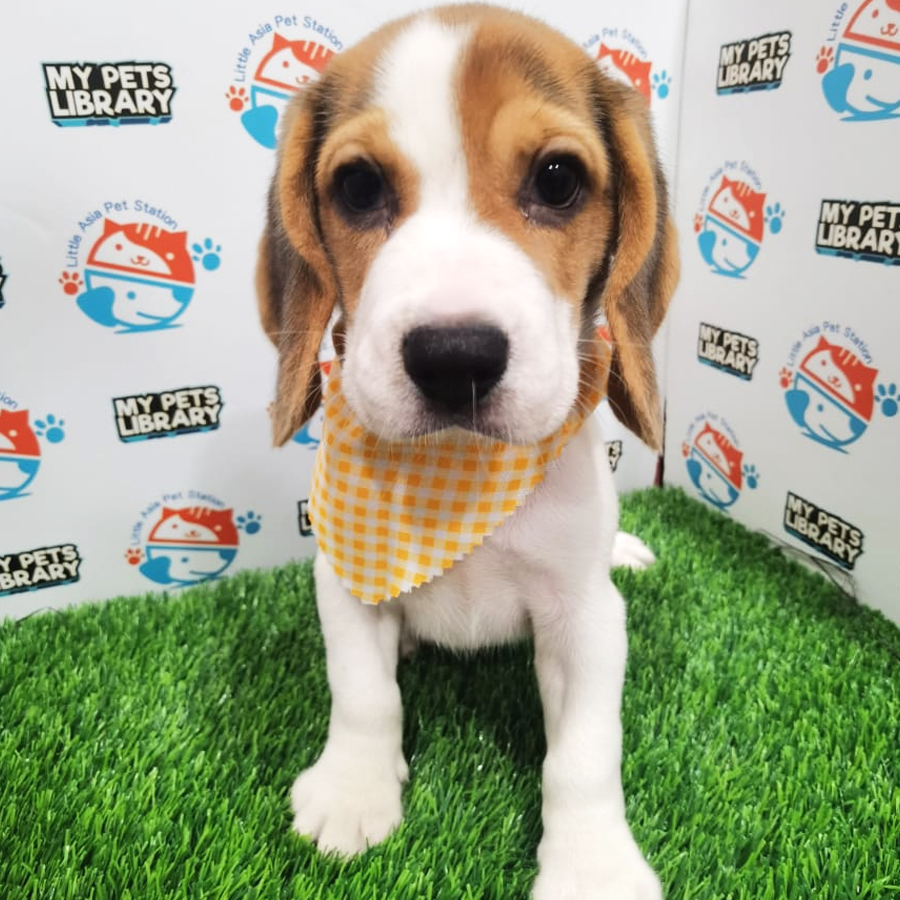 Beagle Puppy (Female) For Sale