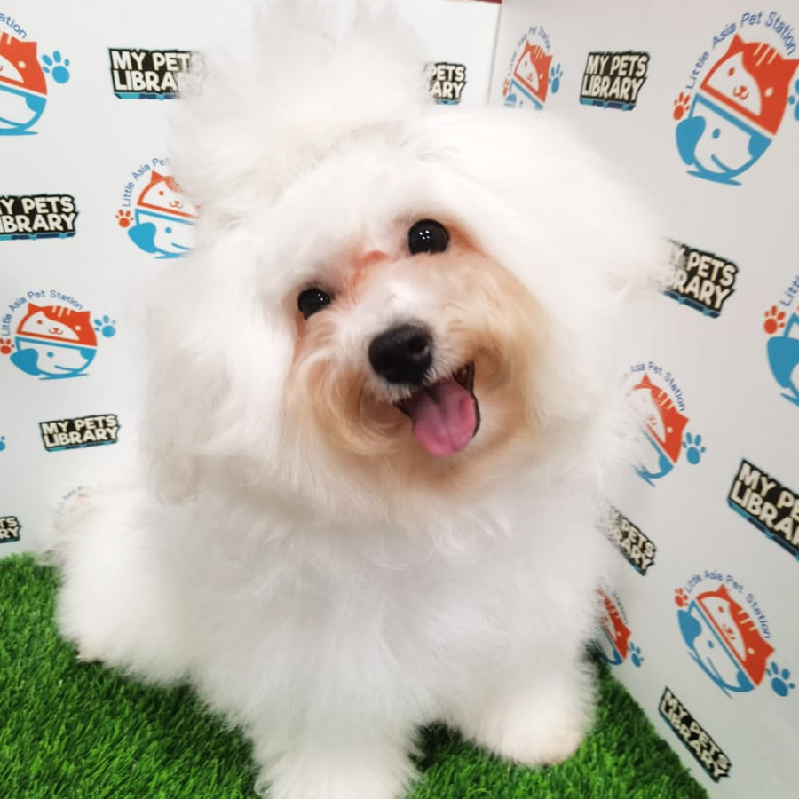 Bichon Frise Puppy (Female) For Sale