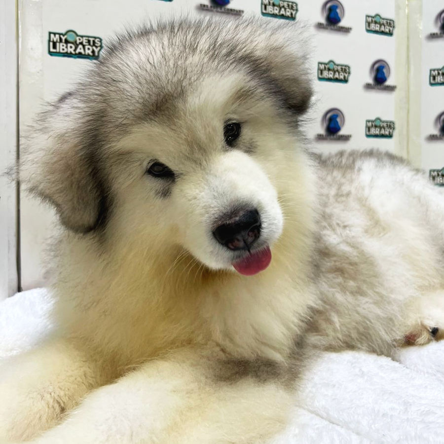 Alaskan Malamute Puppy (Female) For Sale
