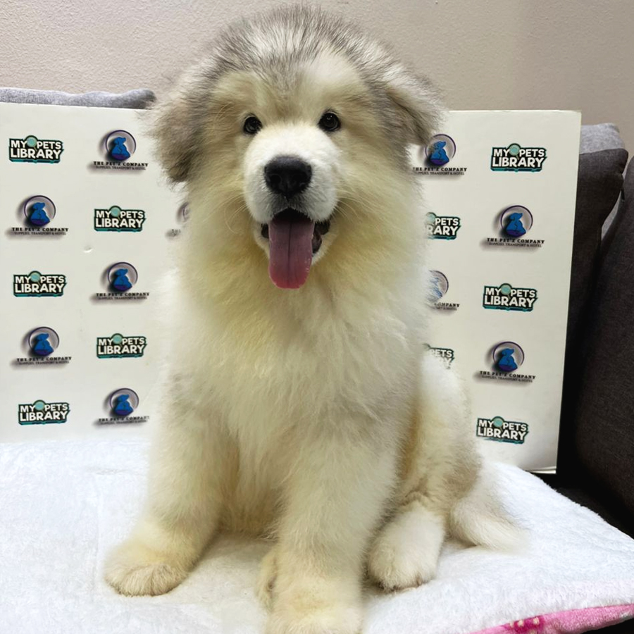 Alaskan Malamute Puppy (Male) For Sale