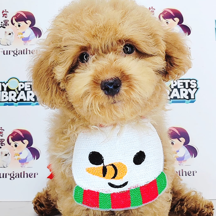 Toy Poodle Puppy (Male) For Sale