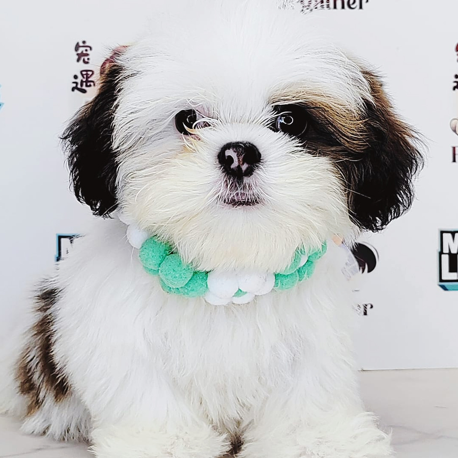 Shih Tzu Puppy (Male) For Sale