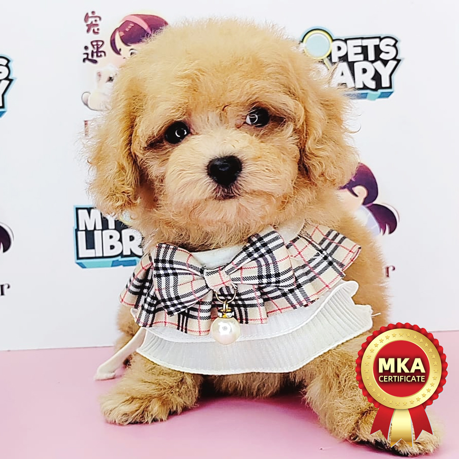 MKA Tiny Poodle Puppy (Male) For Sale