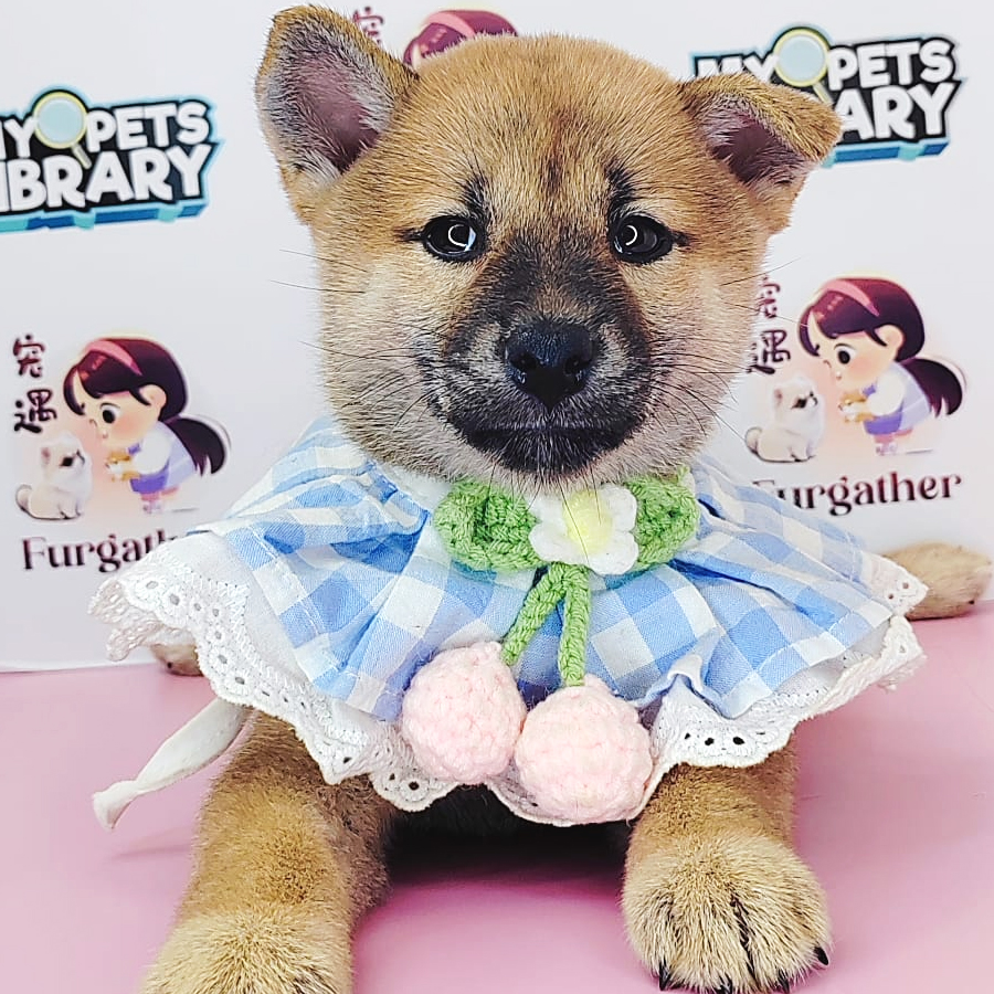 Shiba Inu Puppy (Female) For Sale