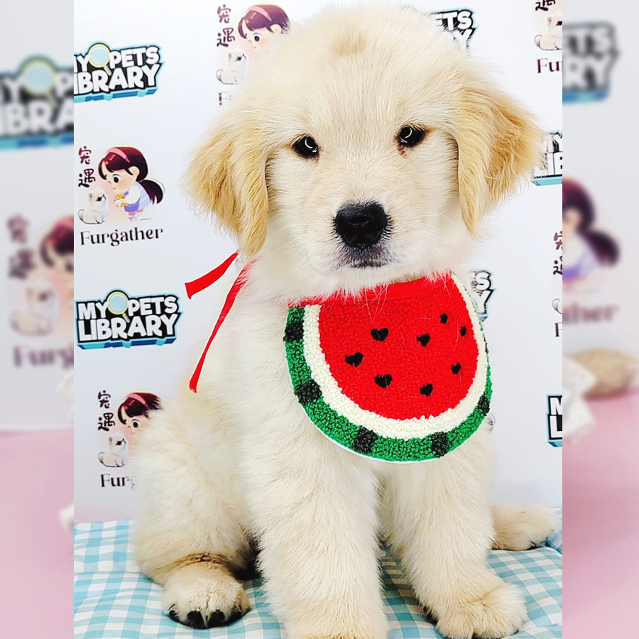 Golden Retriever Puppy (Female) For Sale