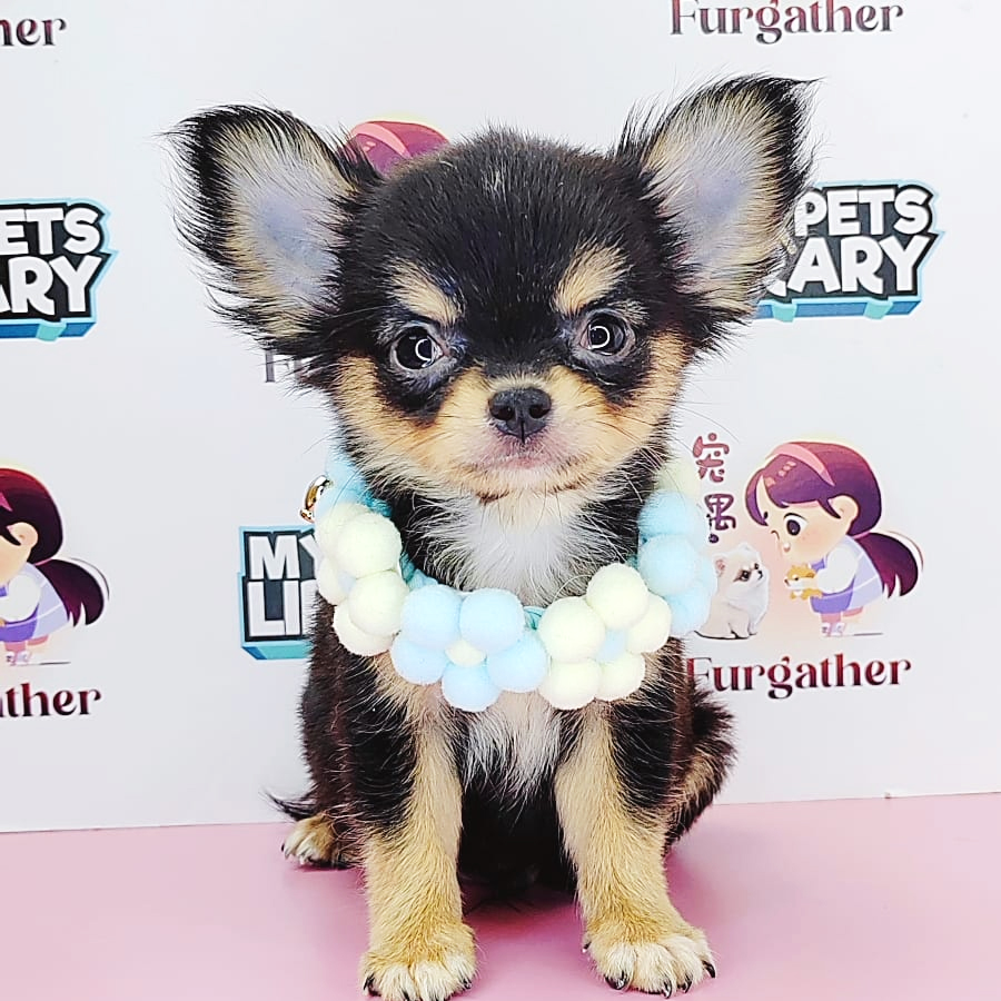 Longcoat Chihuahua Puppy (Male) For Sale
