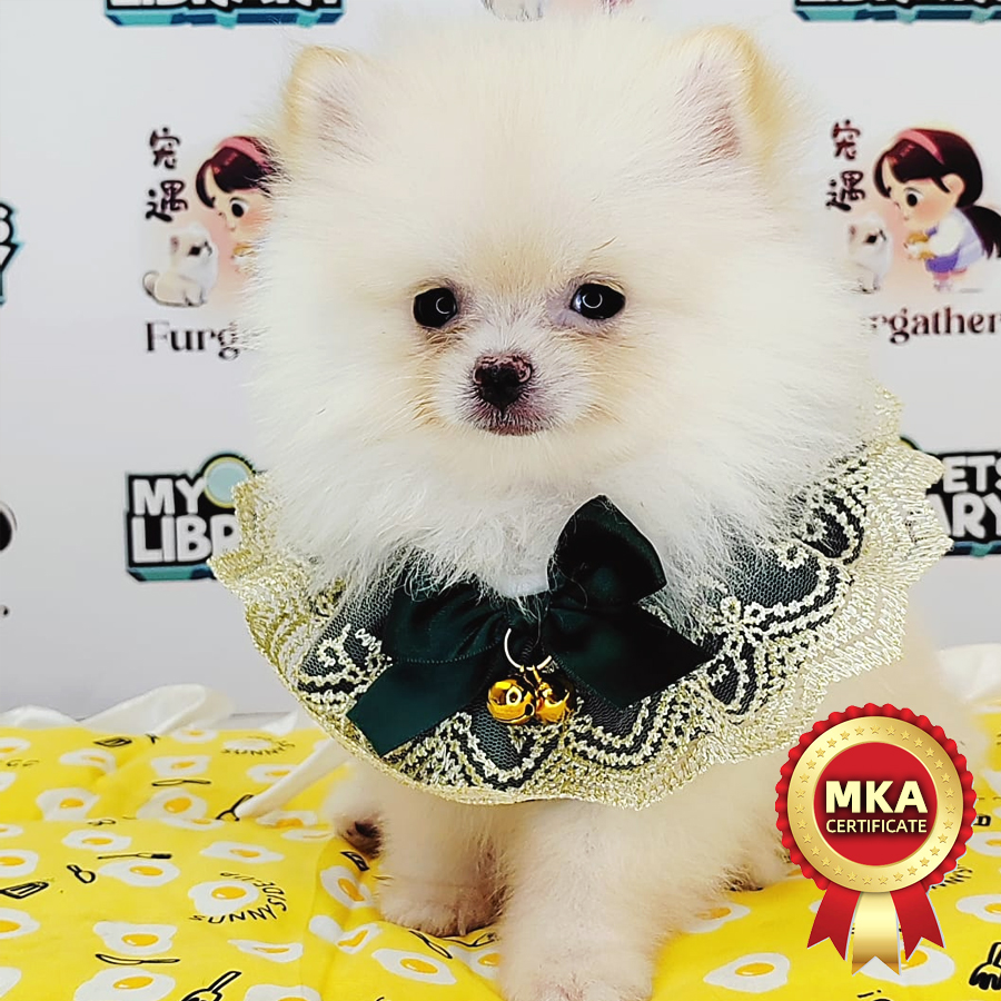 MKA Pomeranian Puppy (Female) For Sale