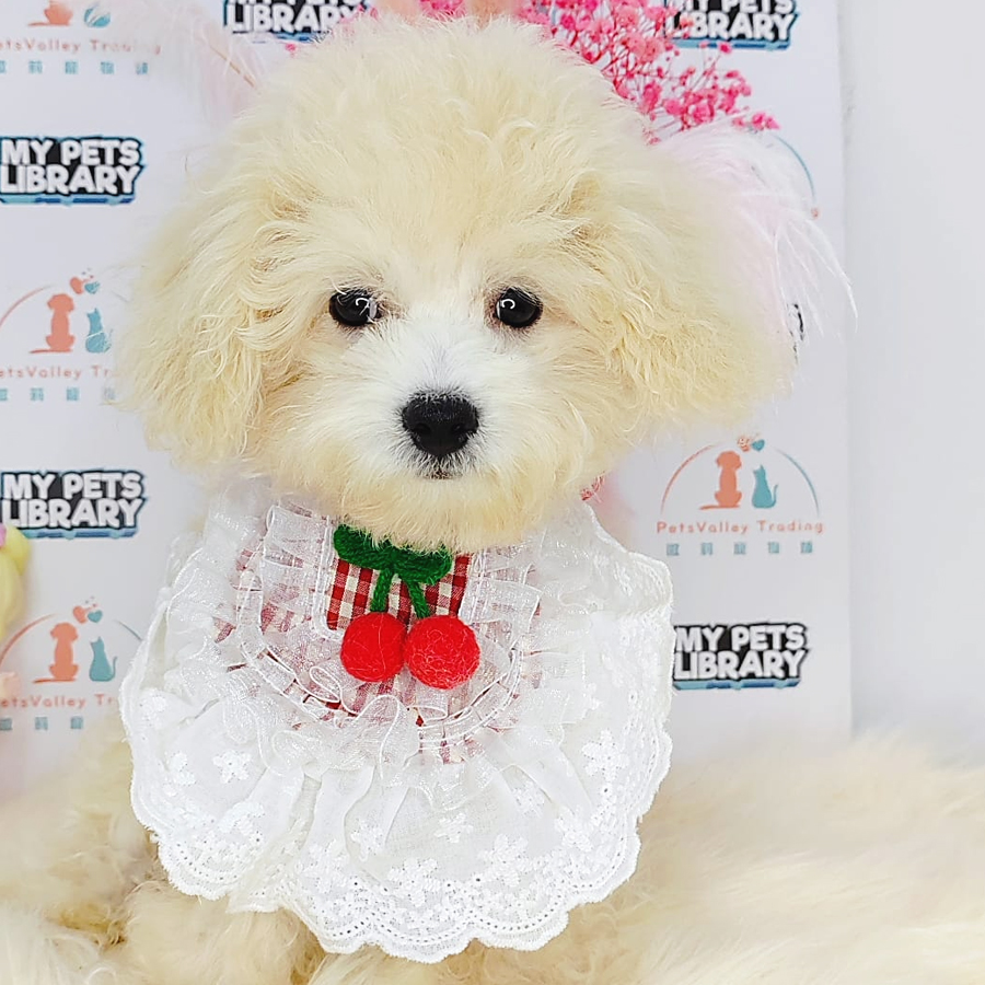 Maltipoo Puppy (Male) For Sale