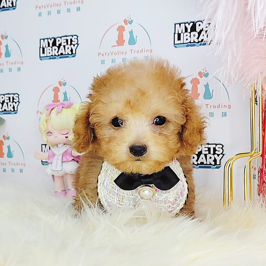 Teacup Poodle Puppy (Female) For Sale