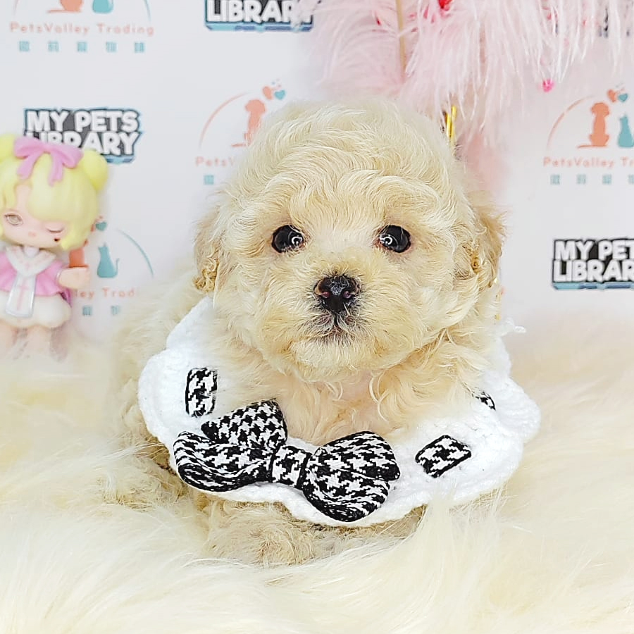 Tiny Poodle Puppy (Male) For Sale
