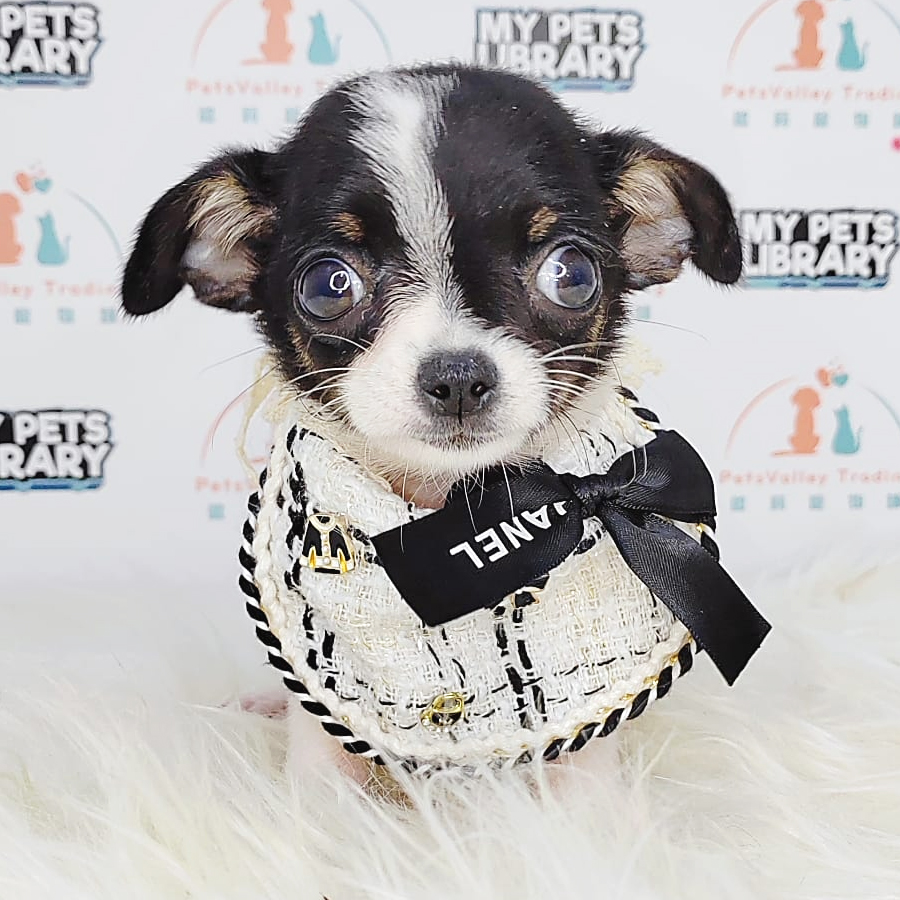 Chihuahua Puppy (Male) For Sale