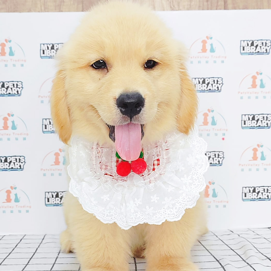Golden Retriever Puppy (Male) For Sale