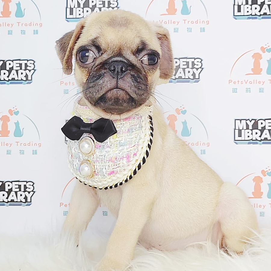 Pug Puppy (Female) For Sale