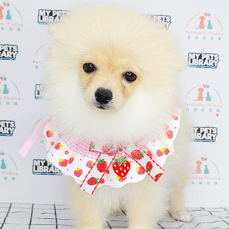 Pomeranian Puppy (Male) For Sale