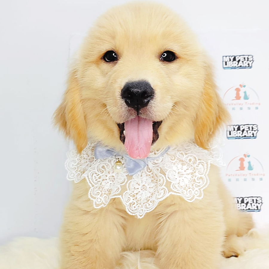 Golden Retriever Puppy (Male) For Sale