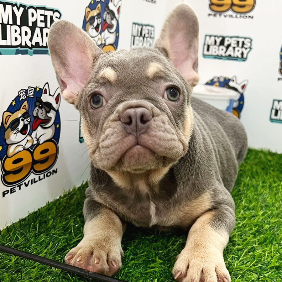 French Bulldog Puppy (Female) For Sale