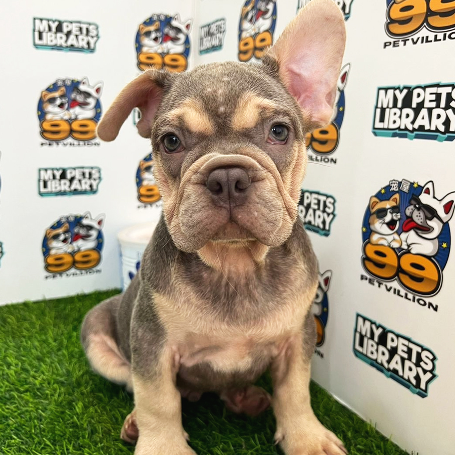 French Bulldog Puppy (Male) For Sale