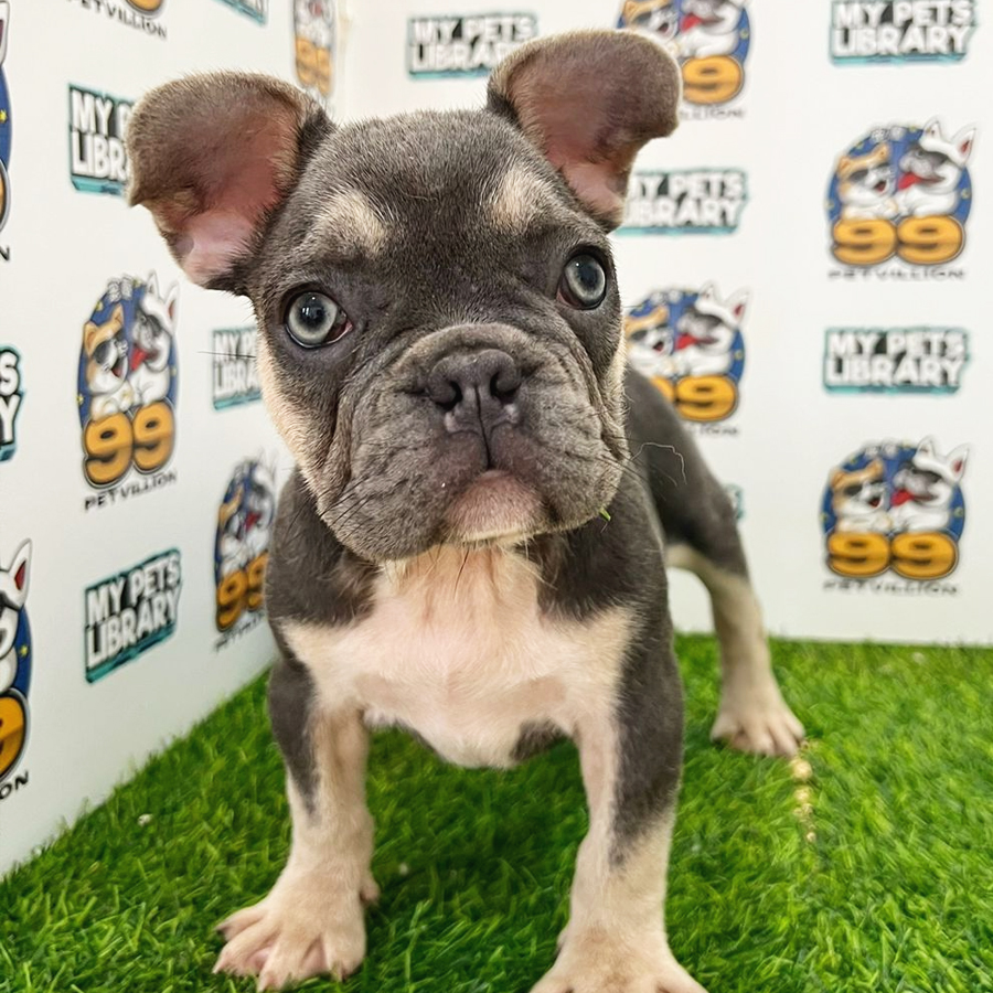 French Bulldog Puppy (Female) For Sale