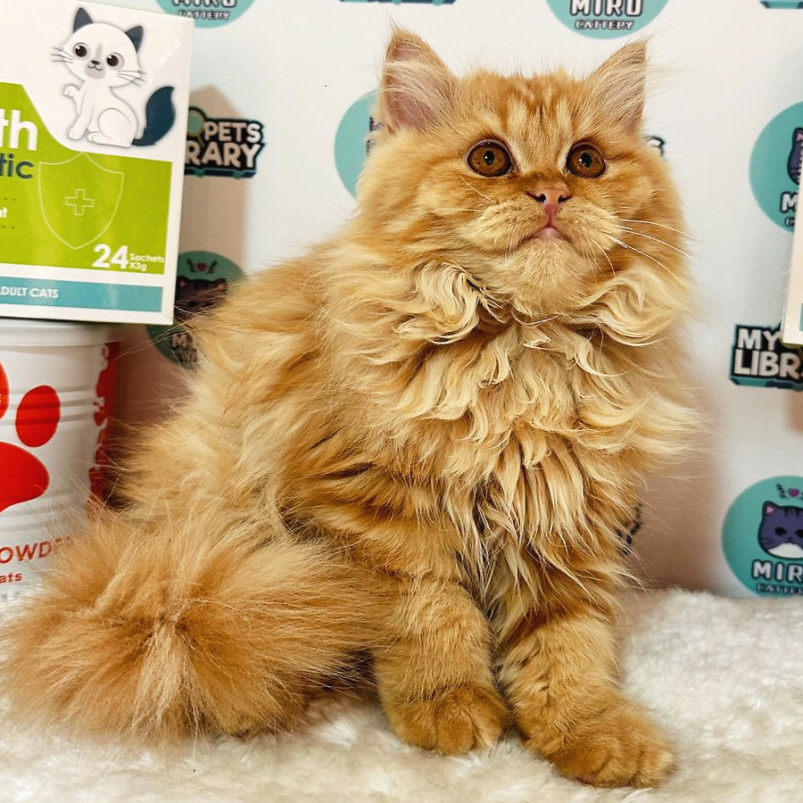 British Longhair Kitten (Female) For Sale