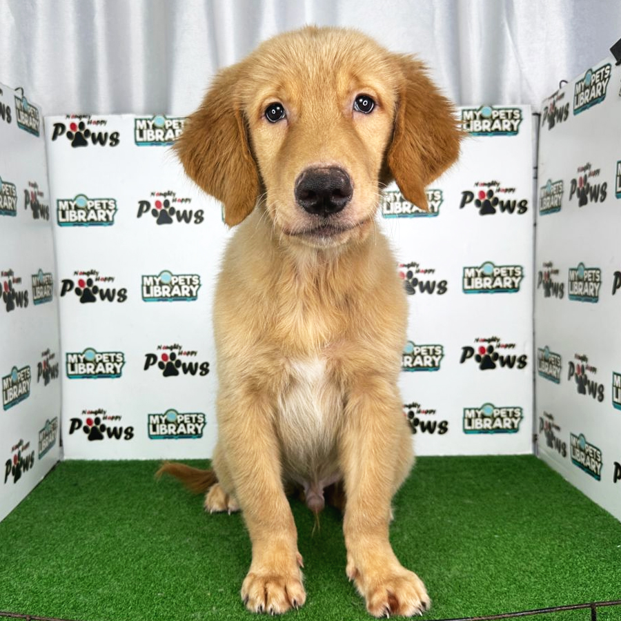 Golden Retriever Puppy (Male) For Sale