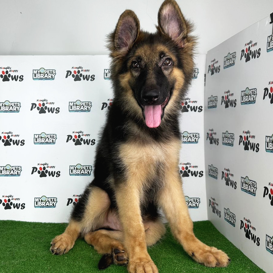 German Shepherd Puppy (Male) For Sale