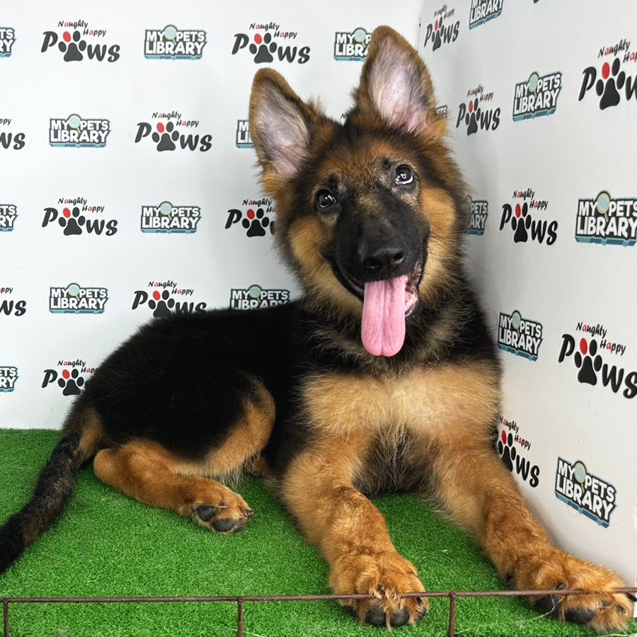German Shepherd Puppy (Male) For Sale