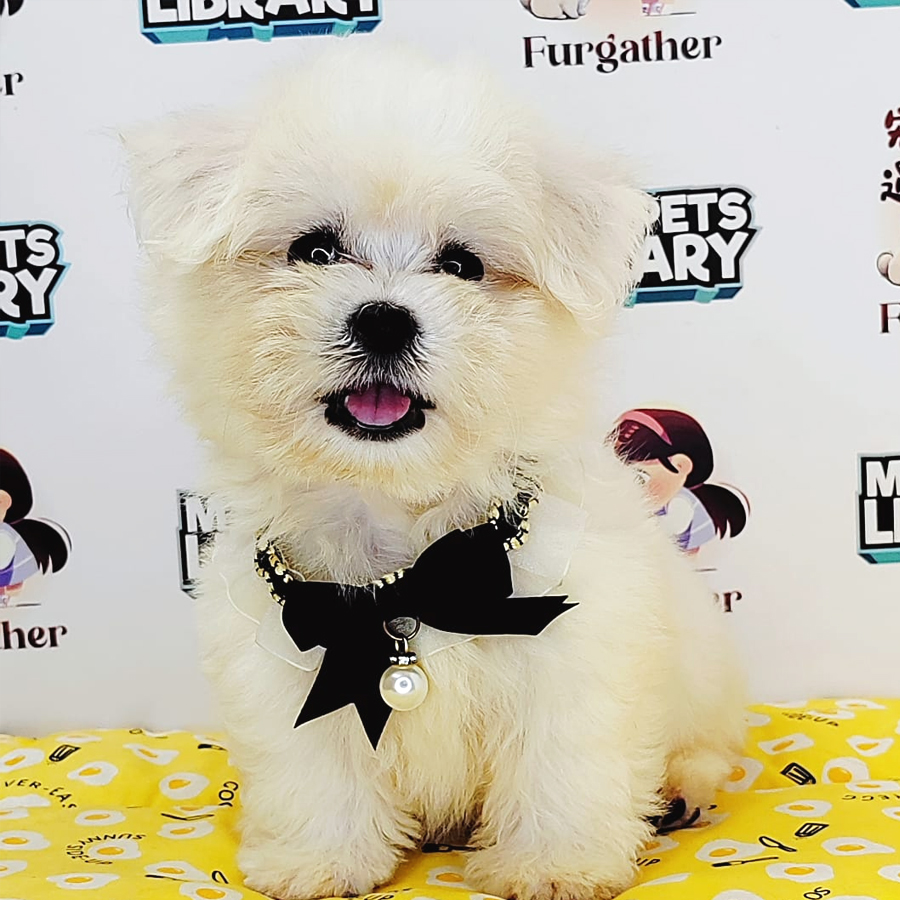 Maltese Puppy (Female) For Sale